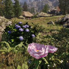 Peony (Alkanet, Lady's Smock)