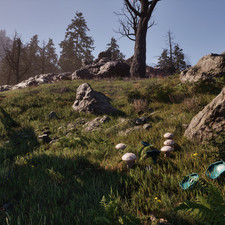 Green Stain Cup, Summer Bolete