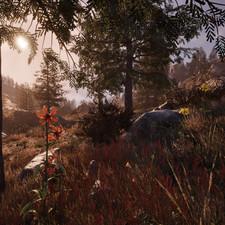 St Jahn's Wort, Tiger Lily