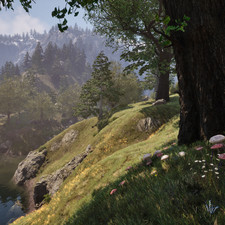 Fly Amanita, Summer Bolete