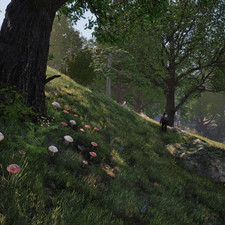 Fly Amanita, Summer Bolete