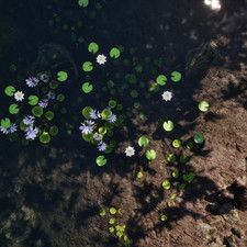 Sacred Lotus, Water Hyacinth